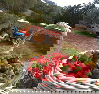 Blue Hills Berries and Cherries - Accommodation Nelson Bay