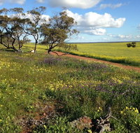 Coorow Wildflower Drive - Accommodation Nelson Bay