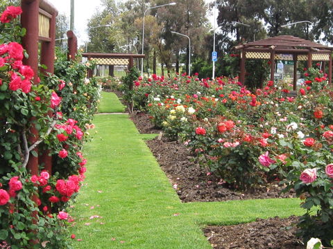 Cowra Rose Garden - Accommodation Nelson Bay 0