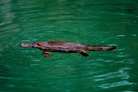 Explore The Mackay Region In One Day - Accommodation Nelson Bay 1