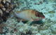 Fitzroy Island Dive Site - thumb 1