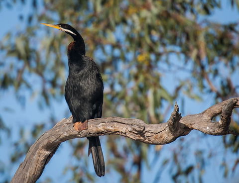 Greenough River Nature Trail - Accommodation Nelson Bay 0