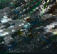 Howard Springs Nature Park - Accommodation Nelson Bay