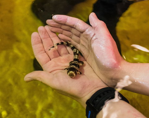 Irukandji Shark And Ray Encounters - Accommodation Nelson Bay 0