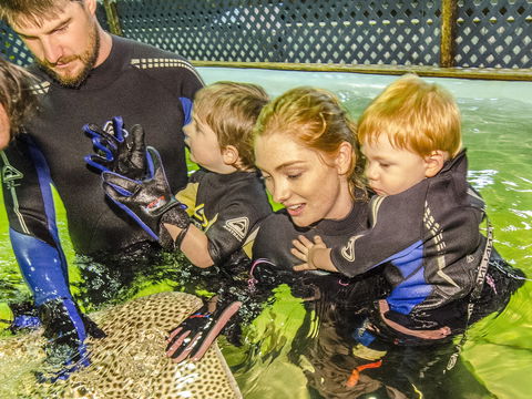Irukandji Shark And Ray Encounters - Accommodation Nelson Bay 1