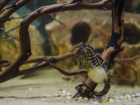 Irukandji Shark And Ray Encounters - Accommodation Nelson Bay 2