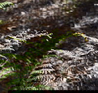 Langwarrin Flora and Fauna Reserve Walking Trails - Accommodation Nelson Bay
