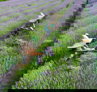 Lavandula Swiss Italian Farm - Accommodation Nelson Bay