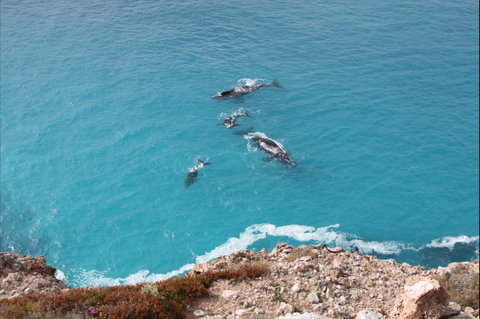 Nullarbor National Park - Accommodation Nelson Bay 0