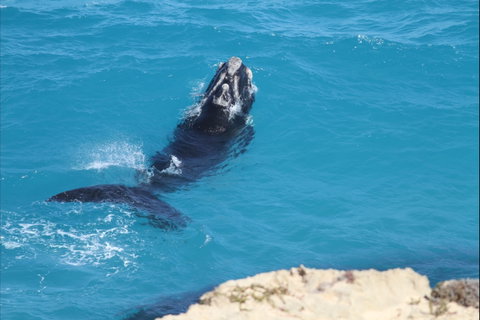 Nullarbor National Park - Accommodation Nelson Bay 2
