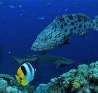 Osprey Reef - Accommodation Nelson Bay