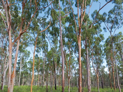 Pilliga Forest - Accommodation Nelson Bay 1