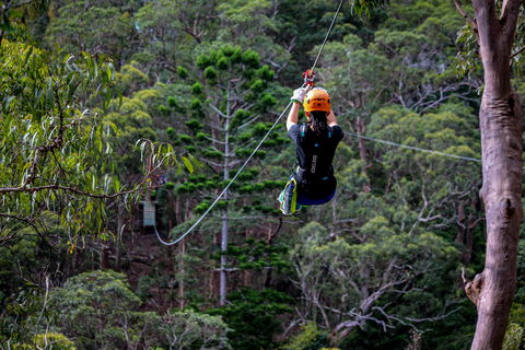 Thunderbird Park ® - Tamborine Mountain, Gold Coast Region - Accommodation Nelson Bay 2