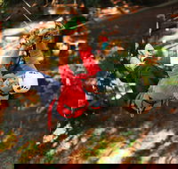 Trees Adventure - Glen Harrow Park - Accommodation Nelson Bay