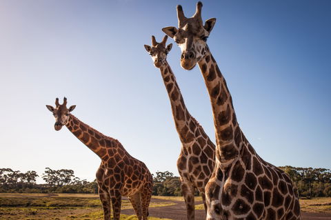 Werribee Open Range Zoo - Accommodation Nelson Bay 1