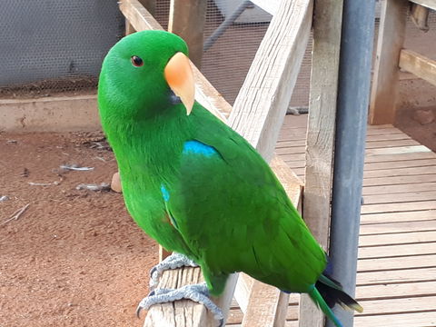 Eyre Reptile & Wildlife Park - Accommodation Nelson Bay 0