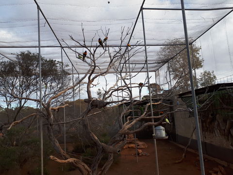 Eyre Reptile & Wildlife Park - Accommodation Nelson Bay 2