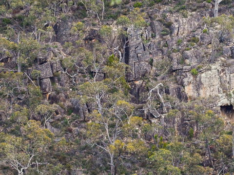 Horsnell Gully And Giles Conservation Parks - Accommodation Nelson Bay 0