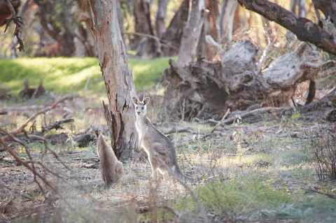Nyah Vinifera Park - Accommodation Nelson Bay 0