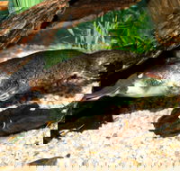 Platypus House - Accommodation Nelson Bay