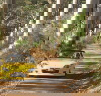 Scotsdale Tourist Drive - Accommodation Nelson Bay
