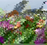 Smokin Heights Iris Display Garden - Accommodation Nelson Bay