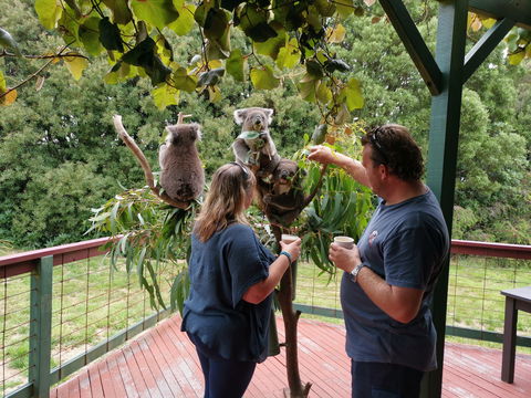 The Aussie Stop Offering Breakfast With Koalas - Accommodation Nelson Bay 1