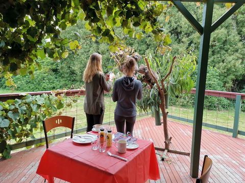 The Aussie Stop Offering Breakfast With Koalas - Accommodation Nelson Bay 2