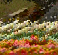 Tulip Top Gardens - Accommodation Nelson Bay