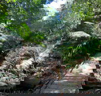 Wirrawilla Rainforest Walk - Accommodation Nelson Bay
