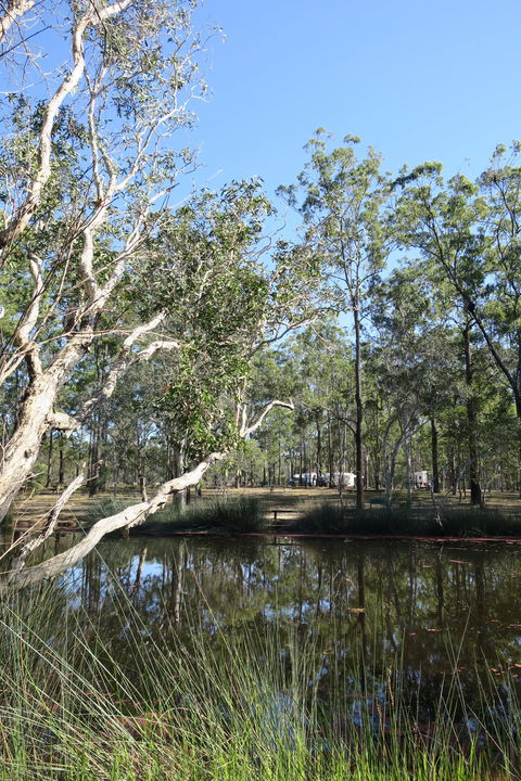 Wongi State Forest - Accommodation Nelson Bay 0
