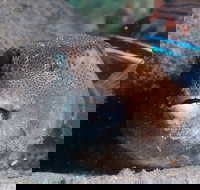 Amity Point Dive Site - Accommodation Nelson Bay