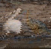 Bird watching at the Goan water hole - Accommodation Nelson Bay