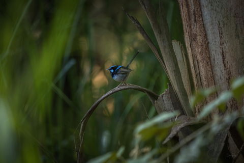 Bundian Way Story Trail - Accommodation Nelson Bay 1