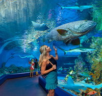 Cairns Aquarium - Accommodation Nelson Bay