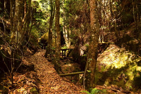 Cave Creek Walking Track - Accommodation Nelson Bay 2