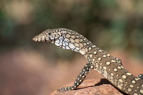 East MacDonnell Ranges - Accommodation Nelson Bay 1