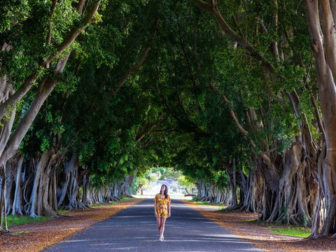 Fig Tree Avenue - Accommodation Nelson Bay 0