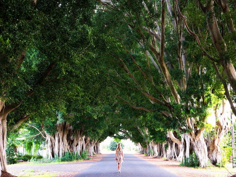 Fig Tree Avenue - Accommodation Nelson Bay 2