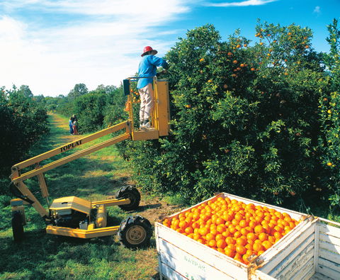 Gayndah's Big Orange - Accommodation Nelson Bay 0