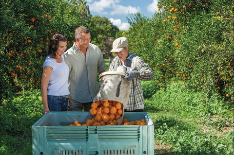 Gayndah's Big Orange - Accommodation Nelson Bay 1