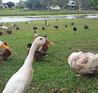 Gooseponds North Mackay - Accommodation Nelson Bay