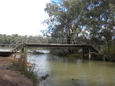 Junction Island Nature Reserve, Canoe Tree And Walking Track - Accommodation Nelson Bay 0