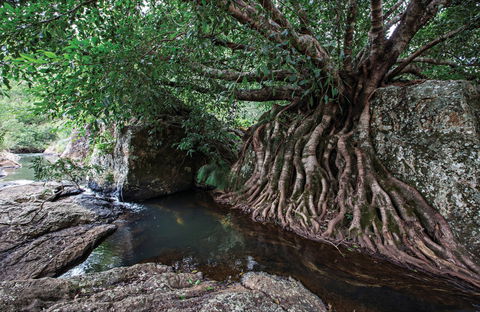 Misty Mountains Wilderness Tracks - Accommodation Nelson Bay 0