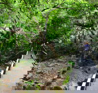 Rainforest Loop Walk Budderoo National Park - Accommodation Nelson Bay