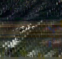 Seaham Swamp Nature Reserve - Accommodation Nelson Bay