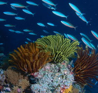 Southern Small Detached Reef Dive Site - Accommodation Nelson Bay