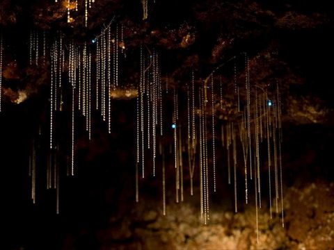 Tamborine Mountain Glow Worm Tours - Accommodation Nelson Bay 0
