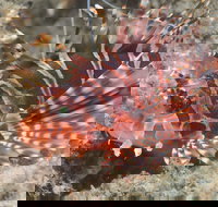 The Seaway Dive Site - Nelsons Bay Accommodation