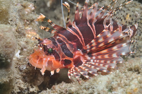 The Seaway Dive Site - Accommodation Nelson Bay 0
